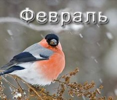 Календарь огородника на февраль 2017 года и посадка семян