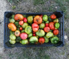 Если сорвали томаты слишком рано: 3 простых способа дозреть помидоры