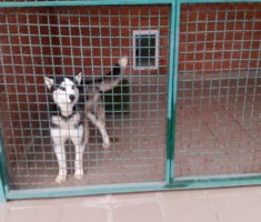 Власти Севастополя предусмотрят выделение средств на приют для животных