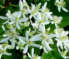 Клематис жгучий мелкоцветковый белый – описание вида, посадка и уход