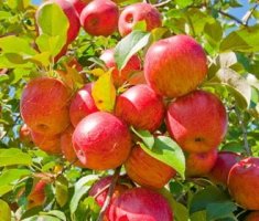 Обрезка и формировка яблони: рекомендации для начинающих