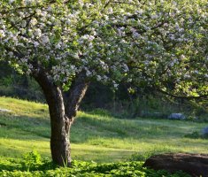 Омоложение старого сада: как восстановить плодовые деревья