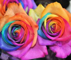 Девушкам на заметку: как влияет цвет роз на их значение?