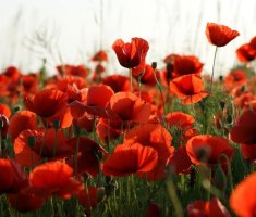 9 дачных растений, которые могут вызвать раздражение на коже