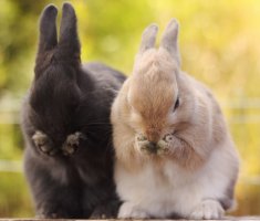 Как понять, что кролик заболел, и как его лечить