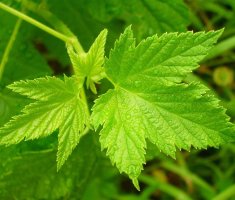 Тест: Отгадайте название растения по форме листа