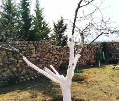 3 правила осенней побелки деревьев в саду