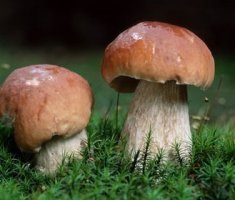 Виды белых съедобных грибов (Boletus edulis) и их фото