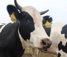 Новая стратегия в мясном скотоводстве от НСПГ позволит объединить мелких фермеров