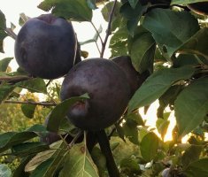 Элитные сорта яблок: чем они необычны и можно ли их вырастить у себя на даче