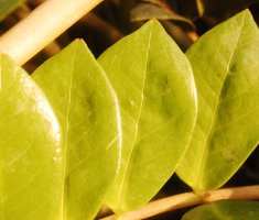 Почему у замиокулькаса желтеют листья: причины и их лечение