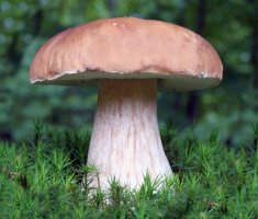 Белый гриб: описание и выращивание на даче
