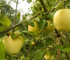 8 сортов яблок не стоит есть сразу после сбора – они будут вкуснее через пару месяцев