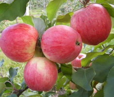 Чем подкормить яблони весной, виды удобрений и подкормки, схема подкормки + видео