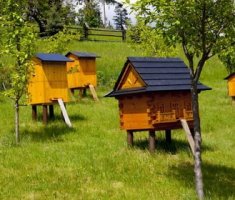 Биологические и биохимические особенности пчел