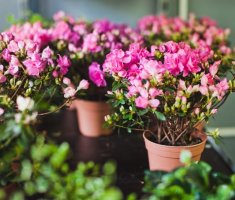 6 душистых растений, которые заменят в доме ароматизаторы воздуха