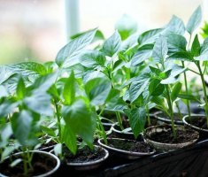 5 способов отличить рассаду сладкого перца от горького