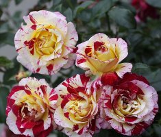 Розы флорибунда: характеристика сортов