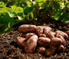 Сидераты для картофеля: как правильно выбрать, сроки посева