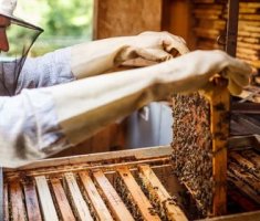 Содержание медоносных пчел: правила и особенности