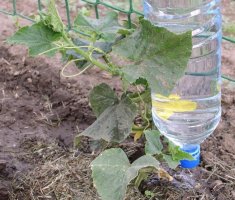 Стала использовать прикорневой полив овощных культур и сразу ощутила экономию воды