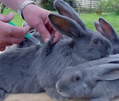 Вакцинация кроликов: как делать прививки