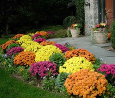 12 цветов, которые можно посадить под палящим солнцем