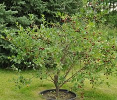 Сорта вишни: названия, описание и характеристики