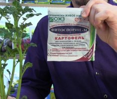 7 полезных способов применения Фитоспорина в саду и огороде