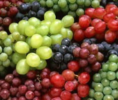 Самые лучшие сорта винограда для средней полосы России