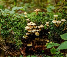 Симбиоз грибов с растениями и другими организмами