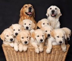 Породы собак для семьи