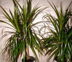 Ложная пальма – драцена уход и размножение