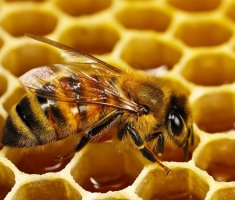 Весенняя подкормка пчёл: чем и когда кормить насекомых