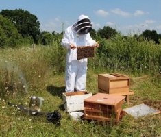 Правильное расширение пчелиных гнезд в ульях