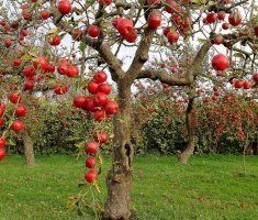 Уход за плодовыми деревьями в саду весной, летом и осенью