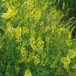Лучшие растения сидераты — удобрения для огорода