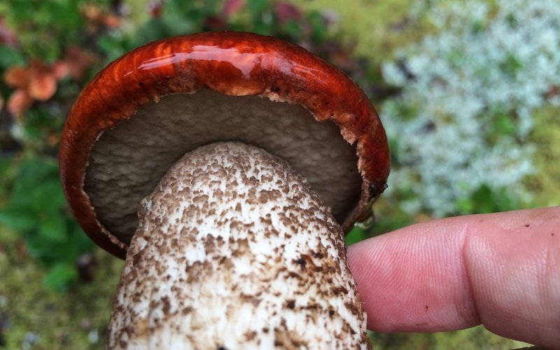 Как выглядит гриб подосиновик красный (с фото) фото