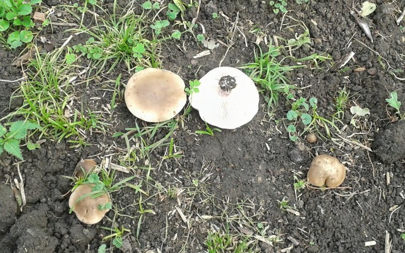 Съедобные разновидности гриба рядовка: фото и описание