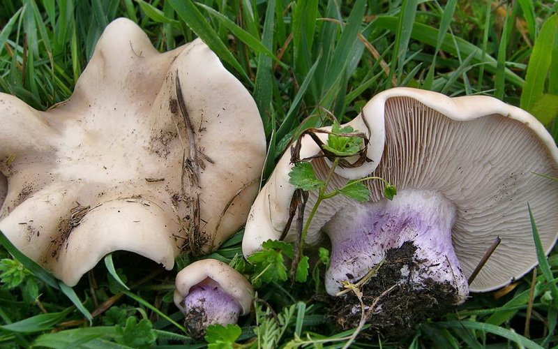 Съедобные разновидности гриба рядовка: фото и описание фото