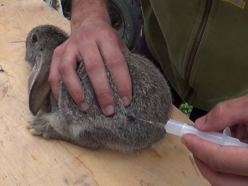 Видео где кролик. Вакцинация кроликов Раббивак. Вакцина ВГБК+миксоматоз. Вакцина для кроликов Раббивак.
