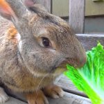 Чем кормить кролика веточный корм для кроликов