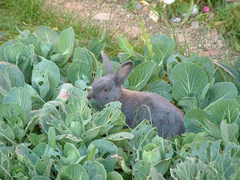 Заяц в огороде. Кролик ест капусту. Заяц с капустой. Зайцы в огороде с капустой. Можно давать кроликам капусту