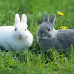 Чем кормить кролика веточный корм для кроликов