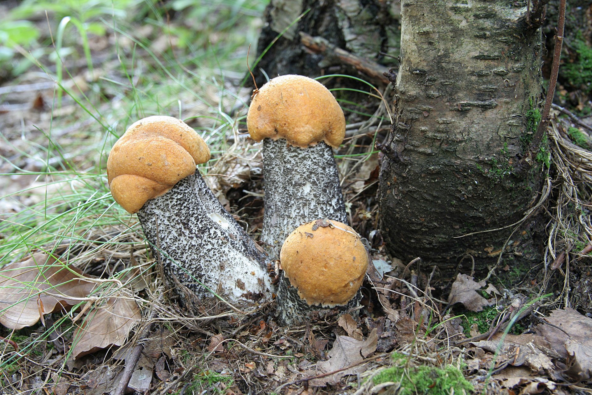 Осенние грибы подберезовики: виды, где растут и как выглядят