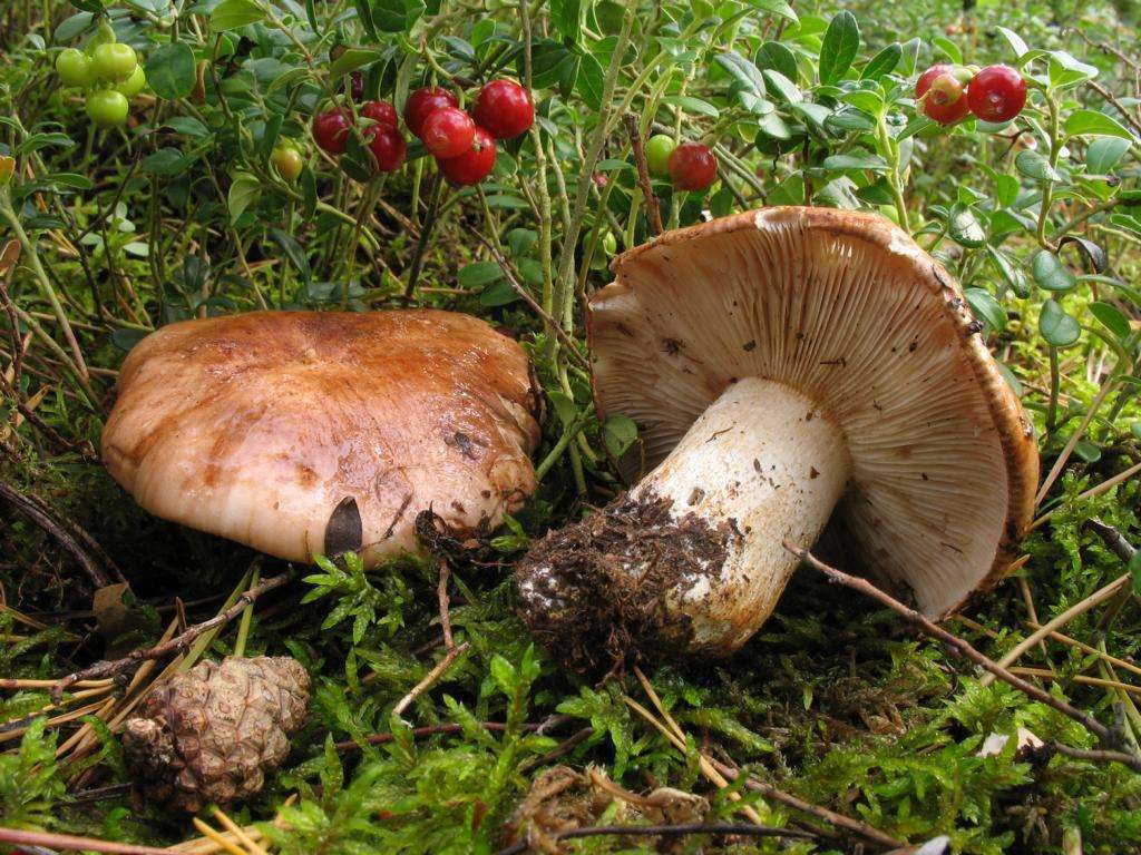 Съедобные и несъедобные виды грибов рядовки: фото и названия