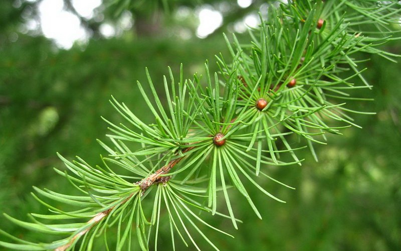 Декоративные качества дерева лиственница (с фото) фото