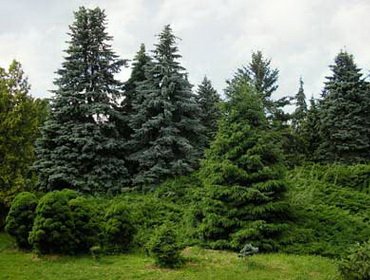 Технология выращивания деревьев хвойных пород