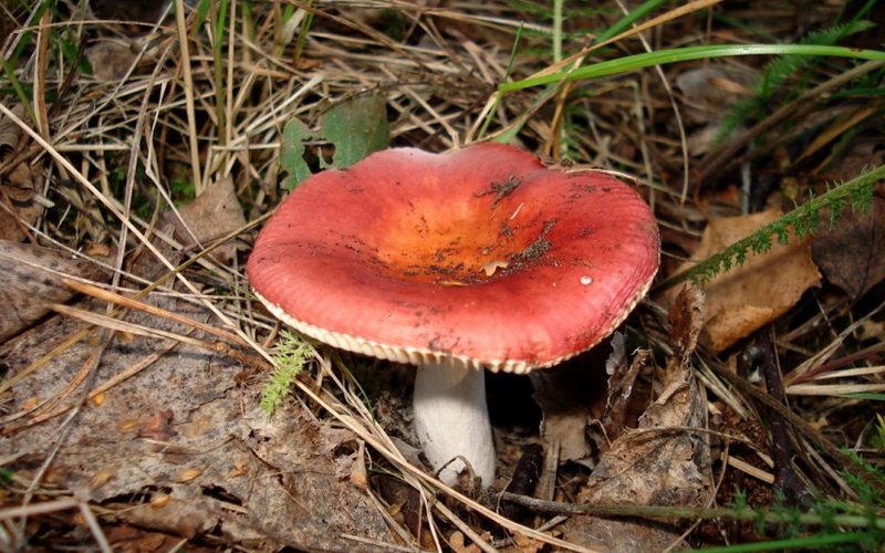 Как выглядит гриб сыроежка жгуче-едкая (с фото)