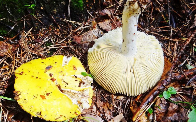 Съедобные грибы сыроежки желто-охряные (с фото)